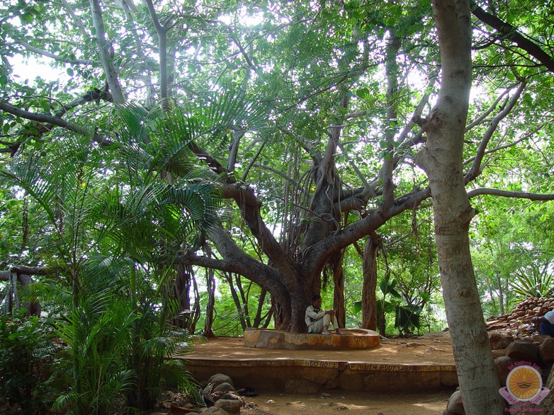Meditation Tree