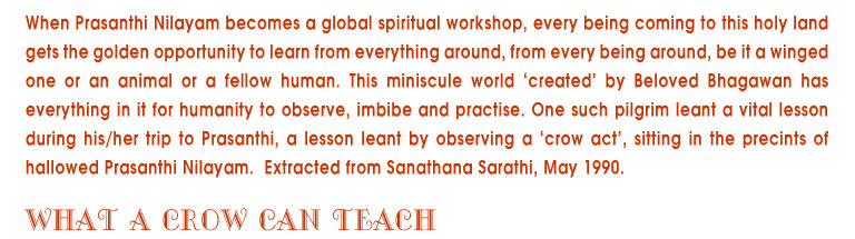 When Prasanthi nilayam becomed a global spiritual workshop, every being coming to this holy land gets the golden opportunity to learn from everything around, be it a winged one or an animal or a fellow human. This miniscule world 'created' by Beloved Bhagawan has everything in it for humanity to observe, imbibe and practice. One such pilgrim learnt a vital lesson during his/her trip tp Prasanthi, a lesson learnt by observing a 'crow act' , sitting in the precints of hallowed Prasanthi Nilayam. Extracted from Sanathana Sarathi, may 1990