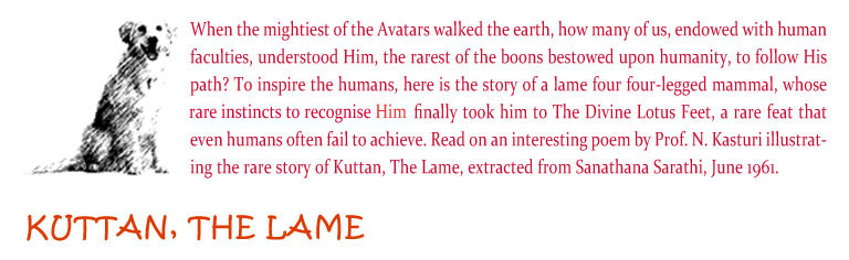 Kuttan, The Lame: When the mightiest of the Avatars walked the earth, how many of us, endowed with human faculties, understood Him, the rarest of the boons bestowed upon humanity, to follow His path? To inspire the humans, here is the story of a lame four four-legged mammal, whose rare insticts to recognise HIM, finally took him to The Divine Lotus Feet, a rare feat that even humans often fail to achieve. Read on an interesting poem by Prof. N. Kasturi illustrating the rare story of Kuttan, The Lame, extracted from Sanathana Sarathi, June 1961.