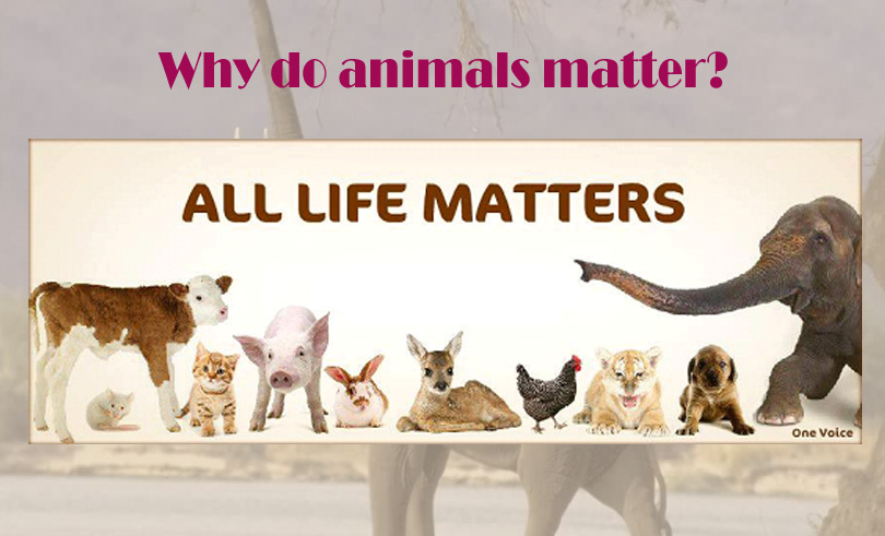 Why Do Animals Matter?