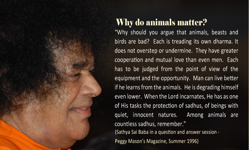 Why Do Animals Matter?