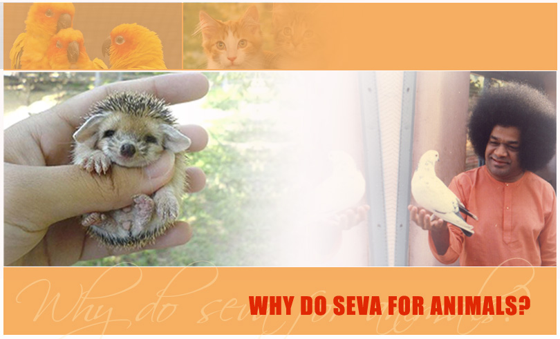 Why Do Seva For Animals?